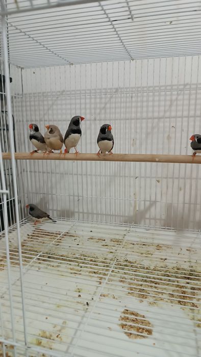 Продам чернощеких Амадинов