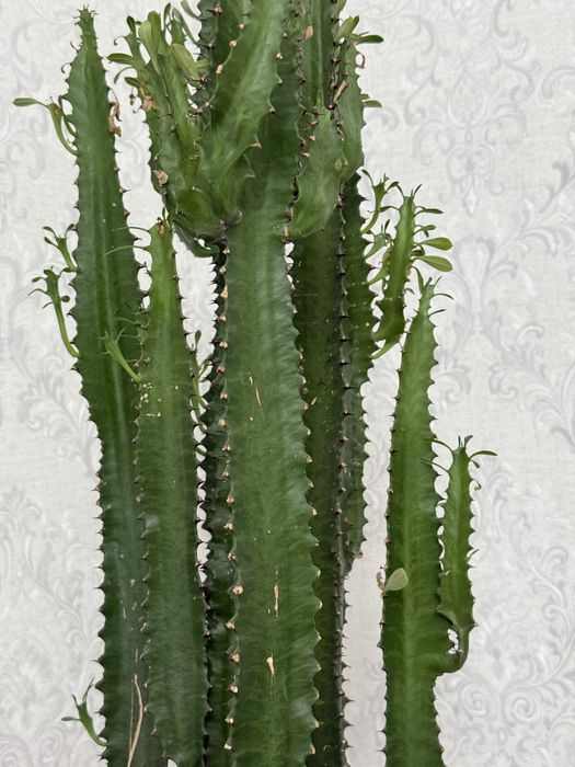 продам хороший кактус