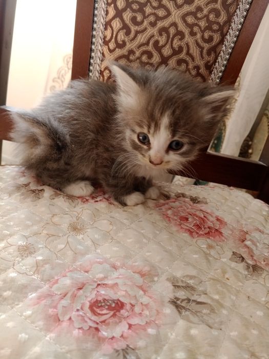 Отдам котёнка бесплатно