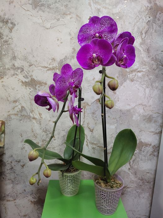 Скидка на орхидеи из Голландии