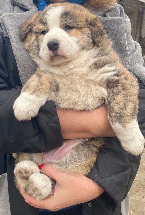 Отдам щенков в хорошие руки