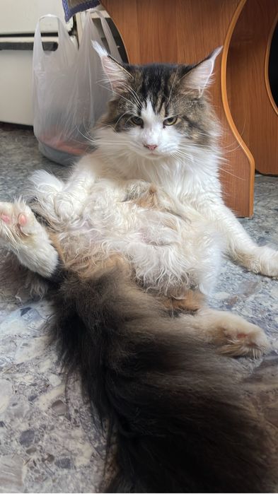 Отдам кота бесплатно мейн-кун
