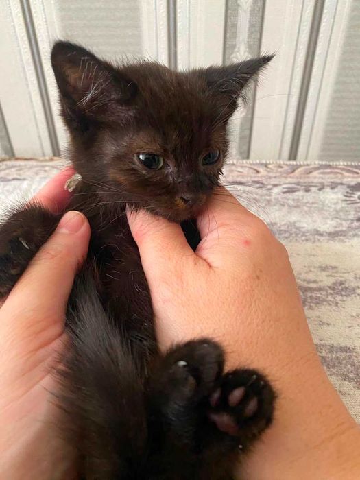 Отдам котят в хороше руки