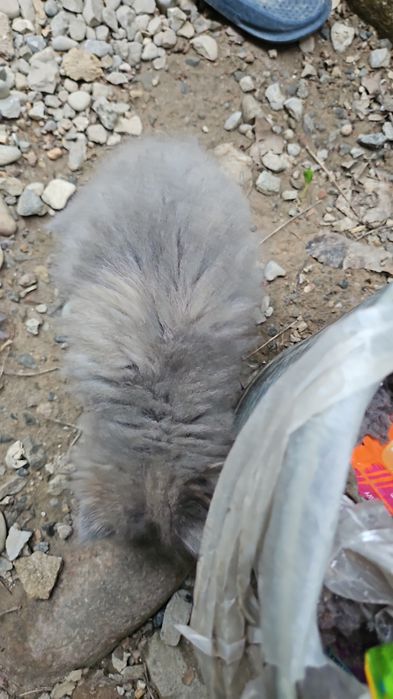 Котика отдам бесплатно