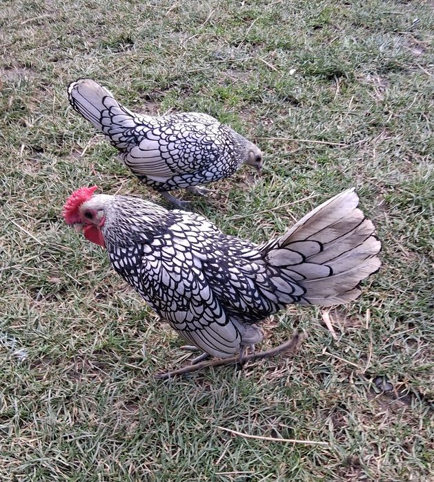 Sebright cauta casuță noua in Bacau.250 lei 1+1.