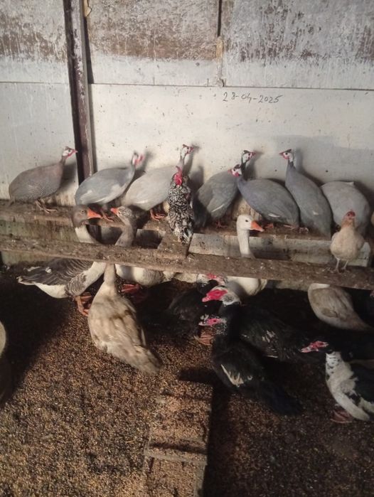 Vând Gâște Rațe și Bibilici s-au Schimb cu Oi