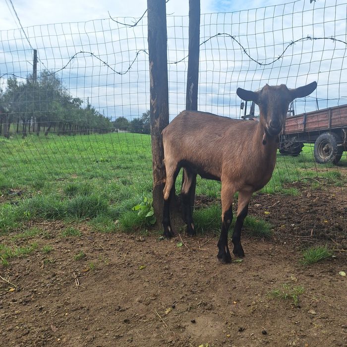 Capră alpină franceză