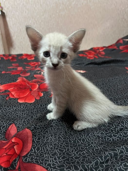 Породистые котята