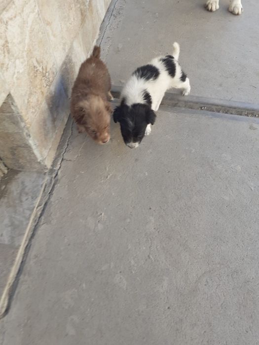 Donez catei maidanezi