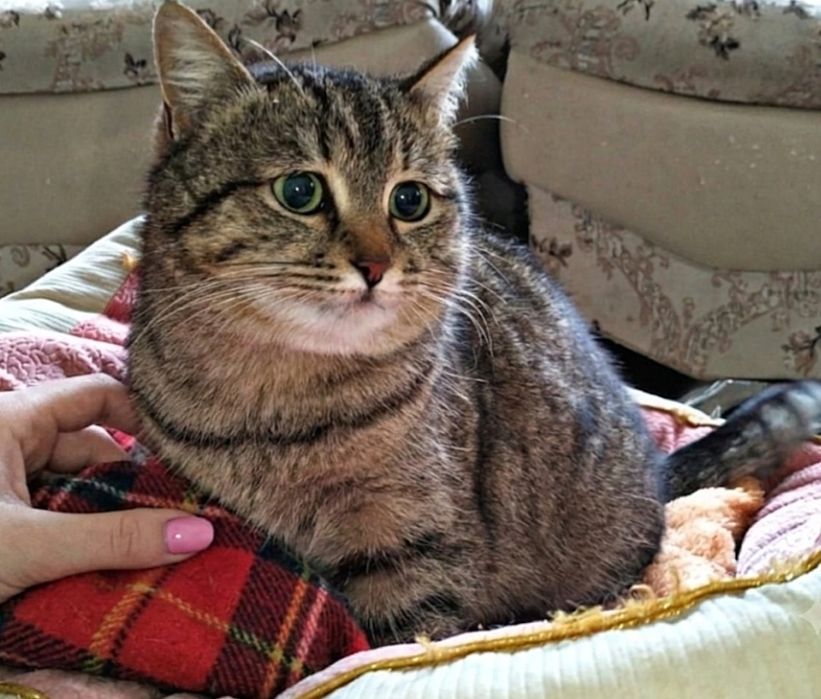 Кошечка в добрые руки