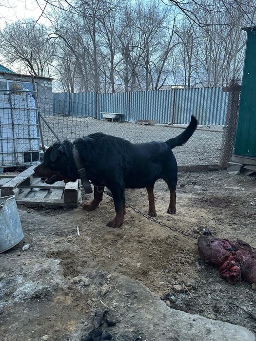 Отдам в добрые руки ротвейлера