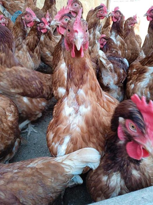 Курочки Ломан Браун