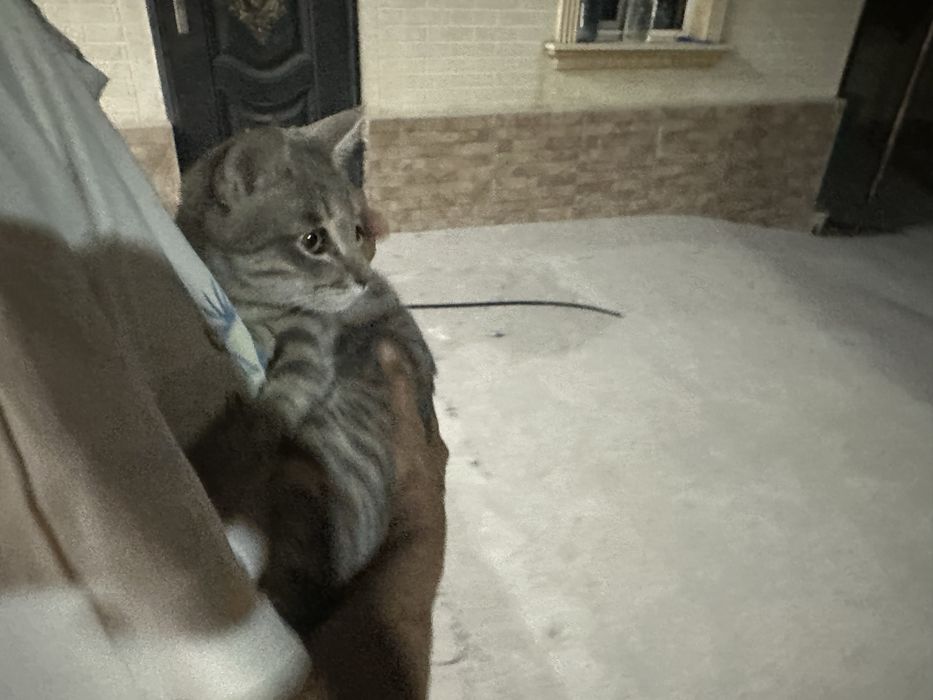 Кот  кот кот  кот