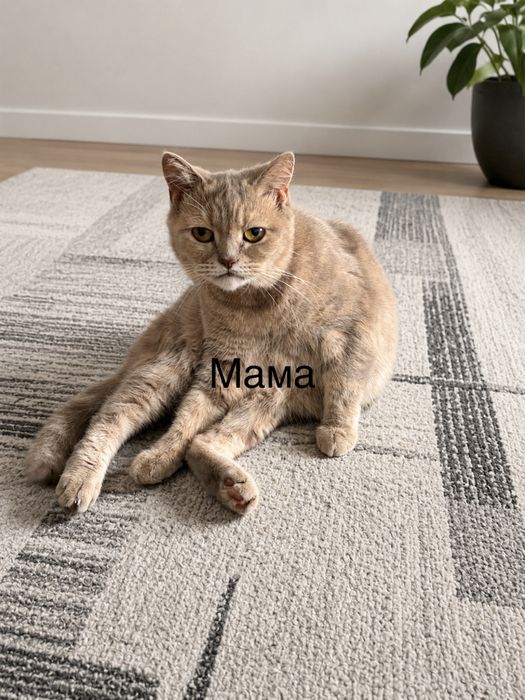 Продам хорошеньких котят