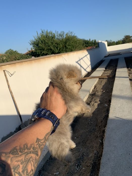 Померан мини