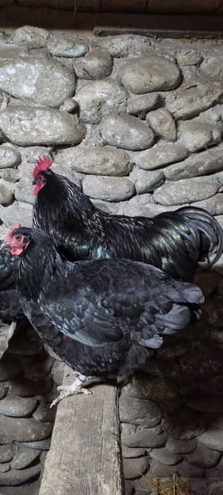Australorp negru