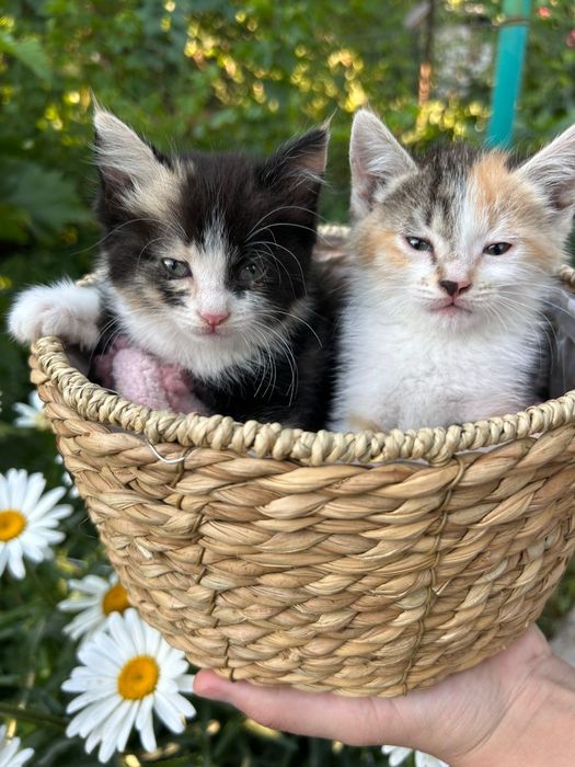 Котята бесплатно