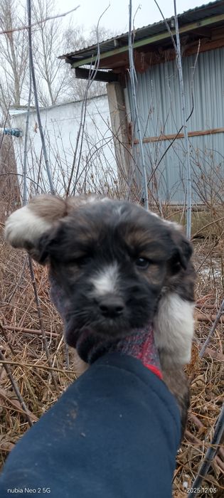 Отдам крепышов.Бесплатно.