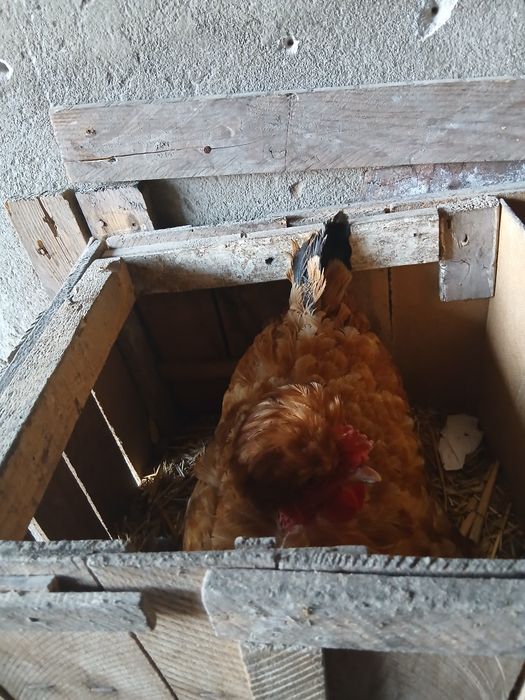 Gaini motate  golase