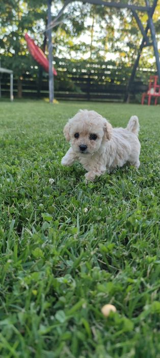Pui de Pudel/Caniche