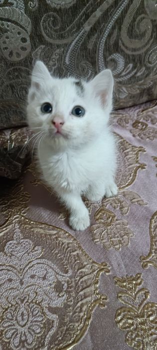 Отдам в добрые руки котят, мальчики