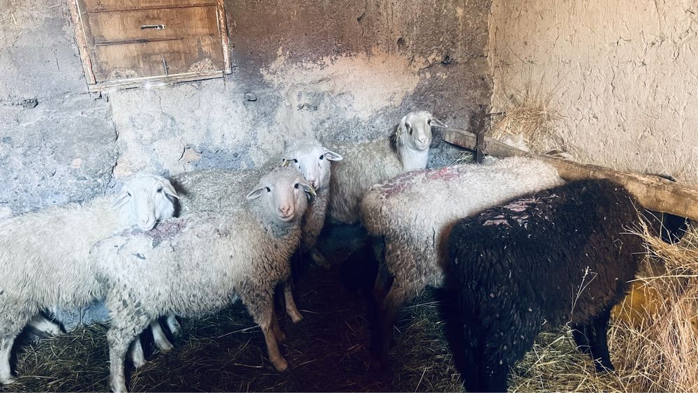 Продам сек валух 65000 тг