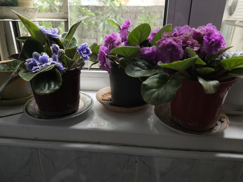 Фиалки , домашние цветы