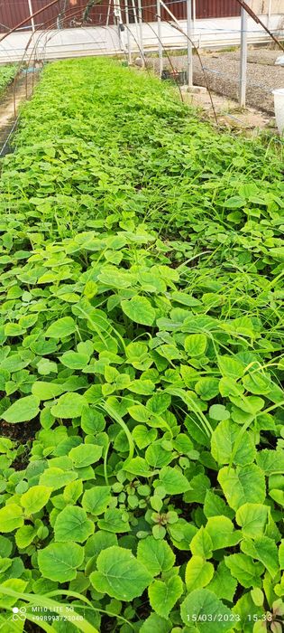 Pavloniya nihollari,  pavloniya FTE koʻchatlari