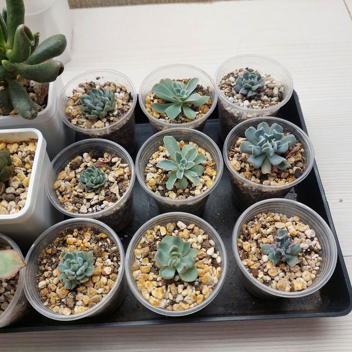 Цветы суккуленты