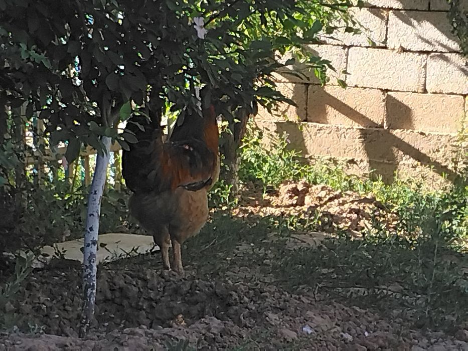 Обмен или прадаж