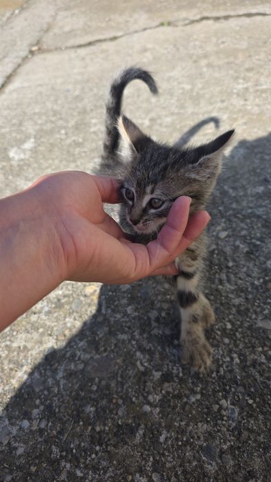 Cautam familie iubitoare pentru un motanel!
