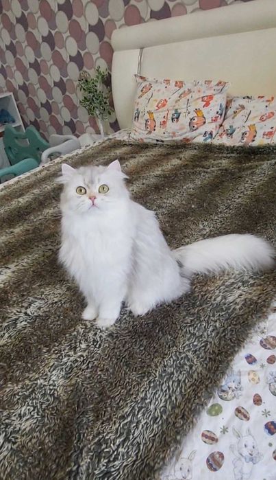 British longhair fetita pedigree din ambii parinti Campioni Mondiali