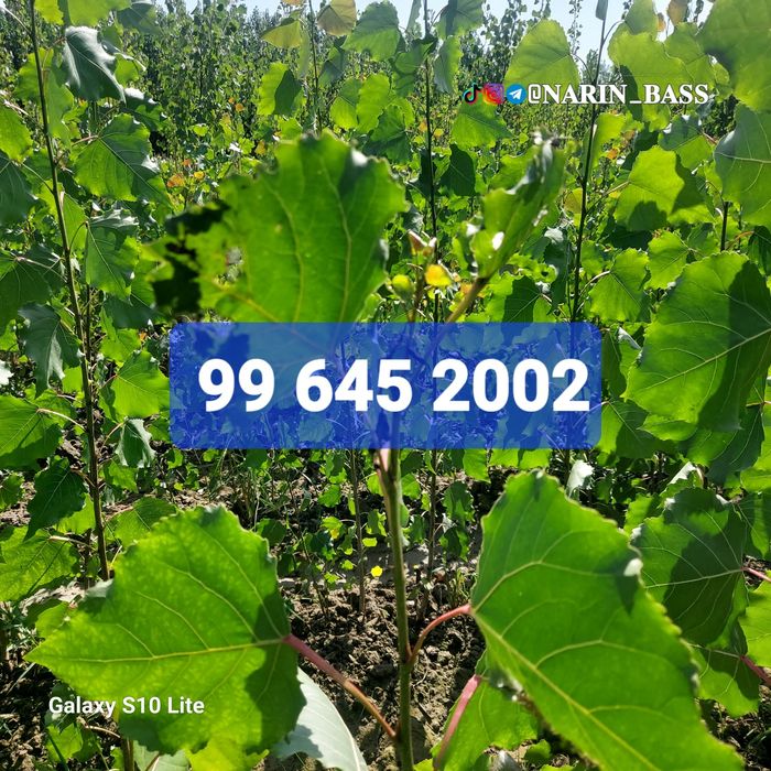 Калифорния, БЫСТРО ХОД терак Кучат Ва каламчалари