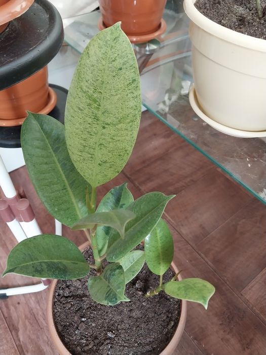 Фикус шривериана