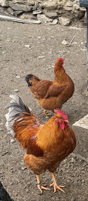 New Hampshire familie 1+5