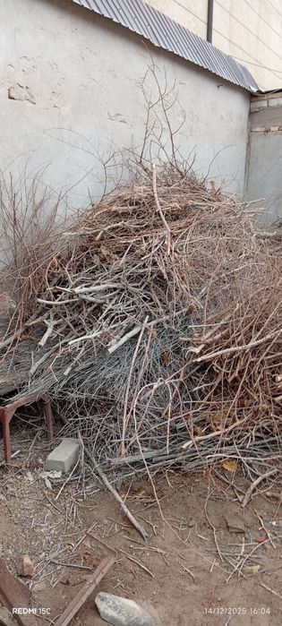 Утин сотилади, гужум ва тут шохолари