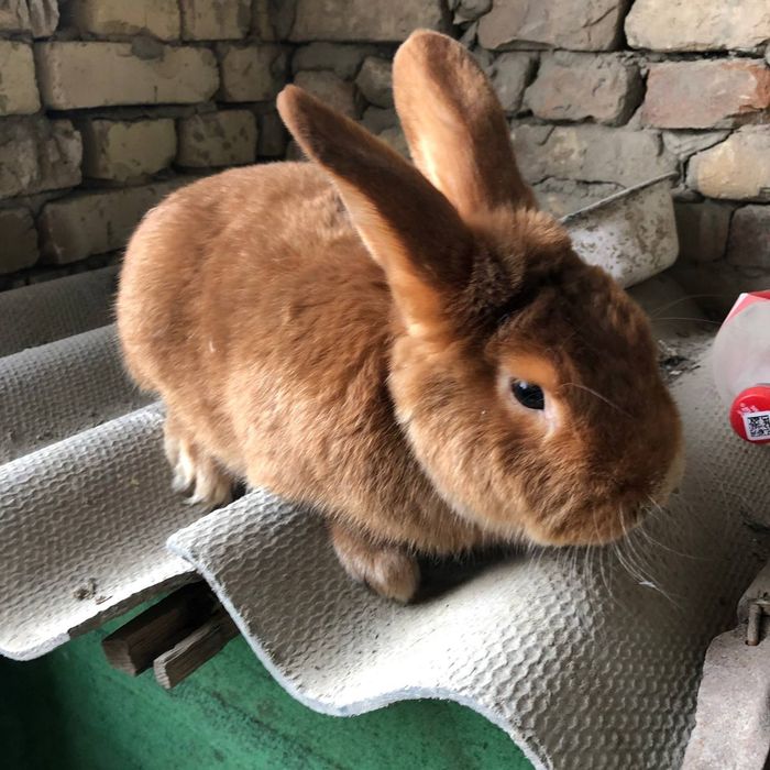 Quyonlar sotiladi satin