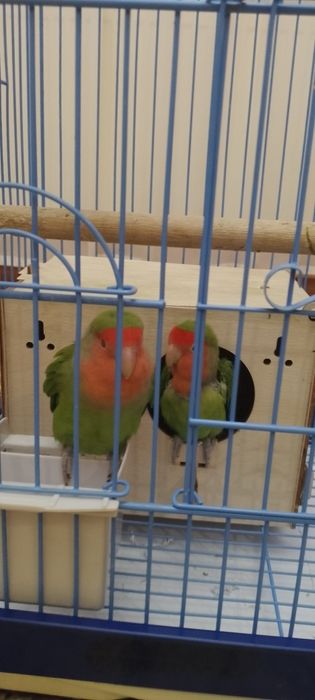 Попугаи неразлучники