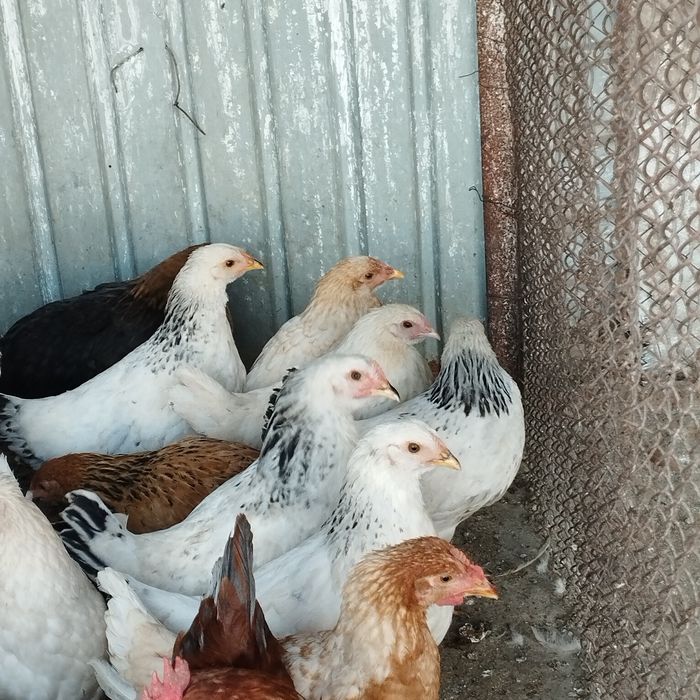 Продам куры домашние