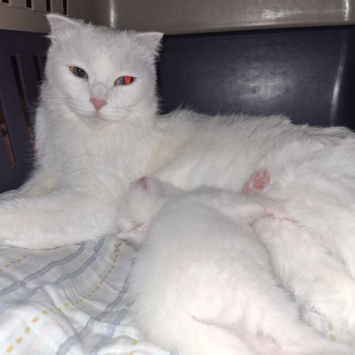 Котята 1,5мес скотиш страйт