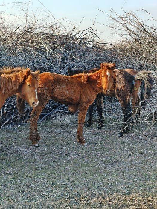 6 бас жабағы 250 мын