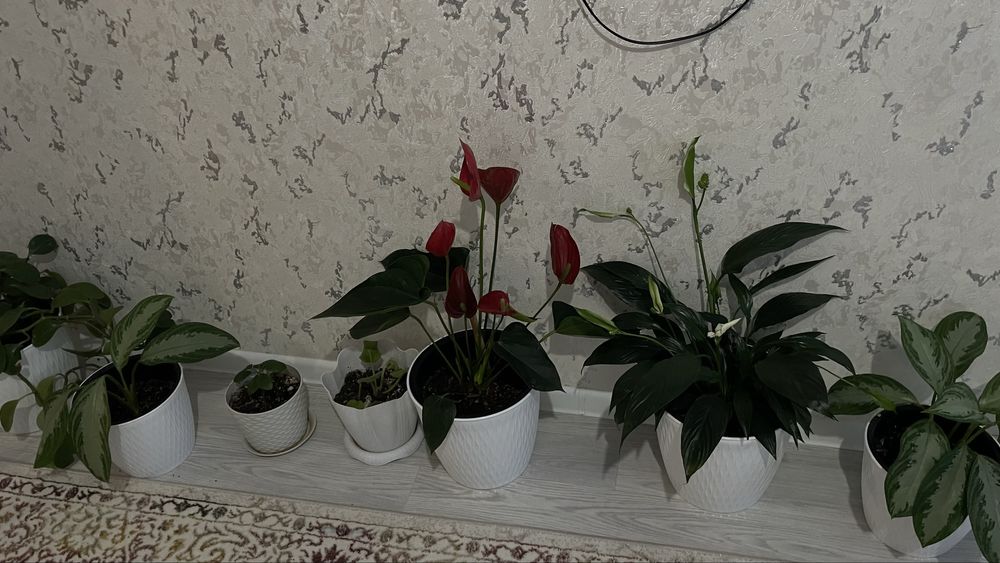 Домашнии цветы. Недорого