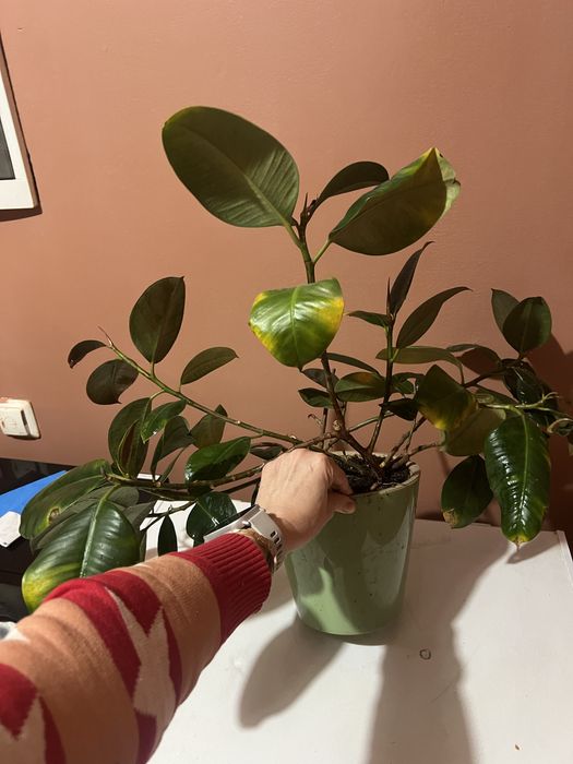 Фикус с горшком продам