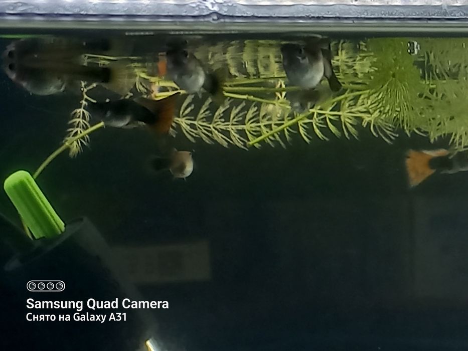 Продаю рыбок  гупёшки.