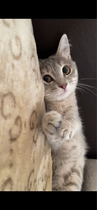 Отдам в добрые руки
