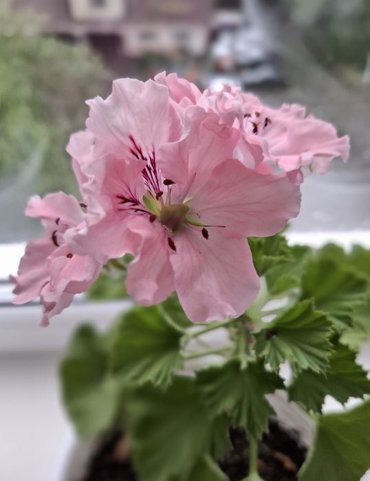 Продам комнатные цветы .