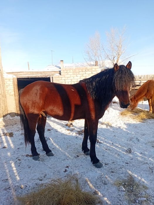 Айгыр сатылады 6 жасар