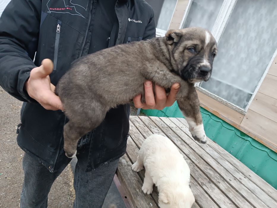 Продам Щенков Алабая