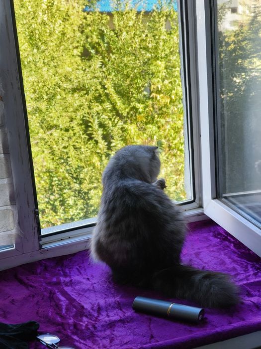 Кошка хайленд фолд