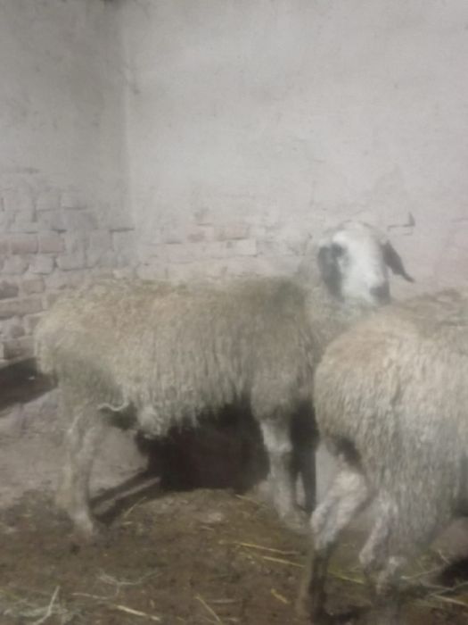 Бараны котные буаз қой